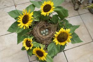 Amselneste im Blumentopf