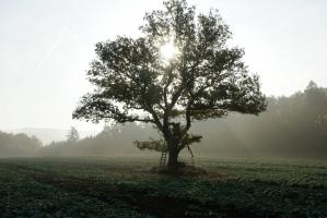 Eiche im Feld 2