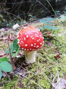 Fliegenpilz 2019 (2)