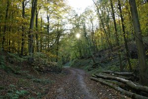 Herbstwald