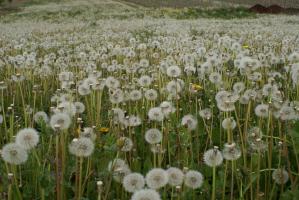 Pusteblumen