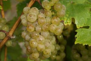 Riesling