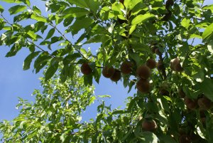 Roter Weinbergspfirsich 2