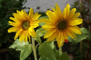 Sonnenblumen