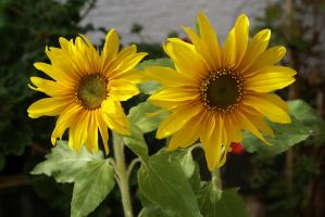 Sonnenblumen