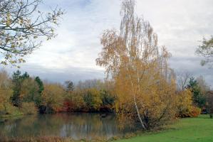 Weiher mit Birke