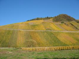 Weinberg in Merl