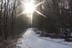 Werbstwald in Bullay