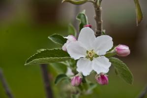 Apfelblüte 1