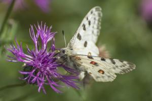 Apollofalter