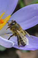 Biene (Apis Millifera)