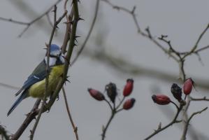 Blaumeise 3