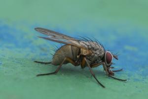 Fliege