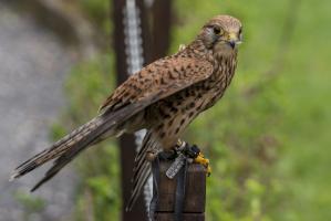 Greifvogel 2