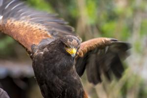 Greifvogel 3