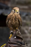 Greifvogel