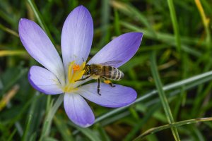 Krokus mit Biene 1