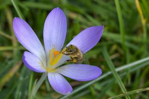 Krokus mit Biene 2