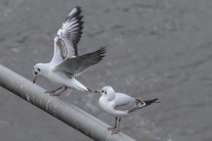 Möwe bei der Landung