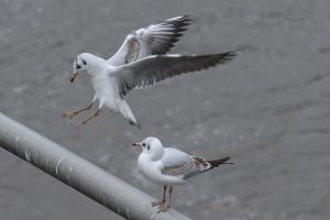 Möwe im Anflug