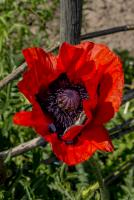 Mohn