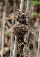 Nest im Stock