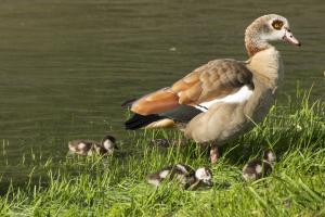 Nilgans mit Nachwuchs