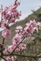 Roter Weinbergspfirsich 2