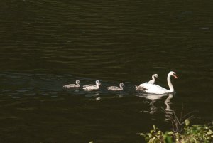 Schwan macht Ausflug