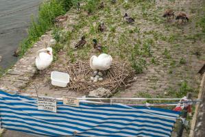 Schwan mit Eier