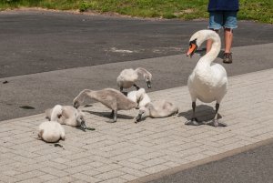 Schwan überwacht futterung