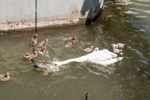 Schwan verteidigt ihre Jungen