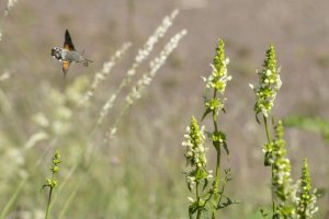 Taubenschwanz im Anflug