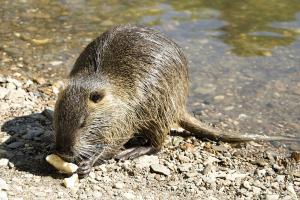 Nutria 1