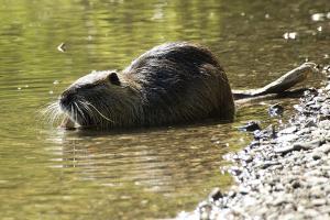 Nutria 2