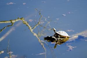 Schildkröte