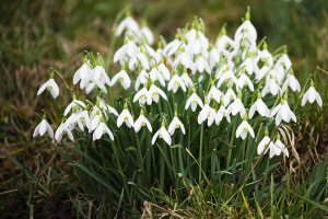Schneeglöckchen 1