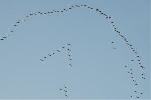 Zugvögel