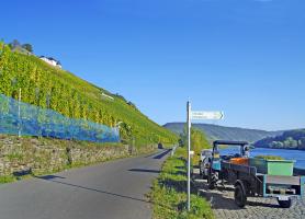 Herbst an der Mosel