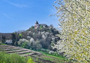 Marienburg im Blütenmeer