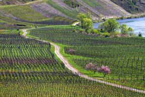 Mosel im Frühling