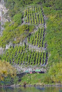 Traubenlese im Steilhang