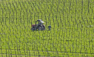 Weinbergsarbeit