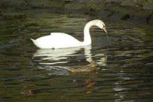 Bernkasteler Schwan mit Ente