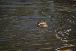 Ente