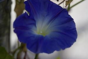 Pflanze 08