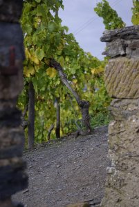 Weinberg bei Bernkastel