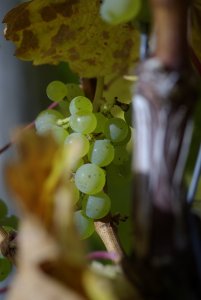 Weinherbst 2012 2