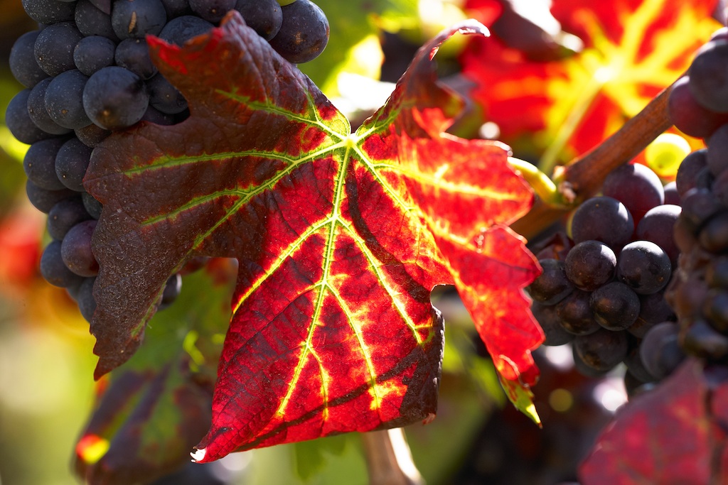 Blaue Trauben mit farbigem Weinlaub