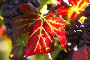 Blaue Trauben mit farbigem Weinlaub